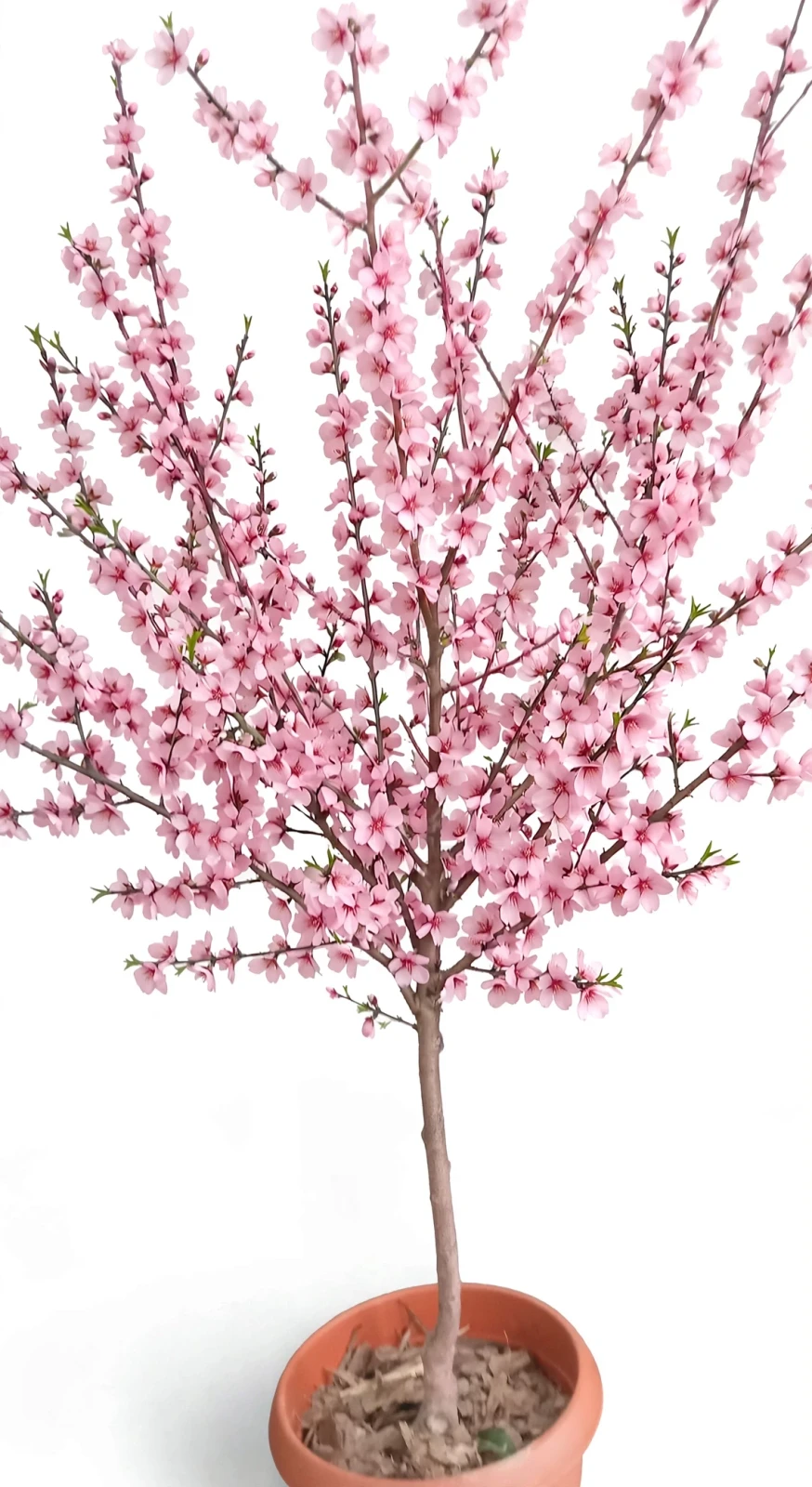Almendro Árbol Grande