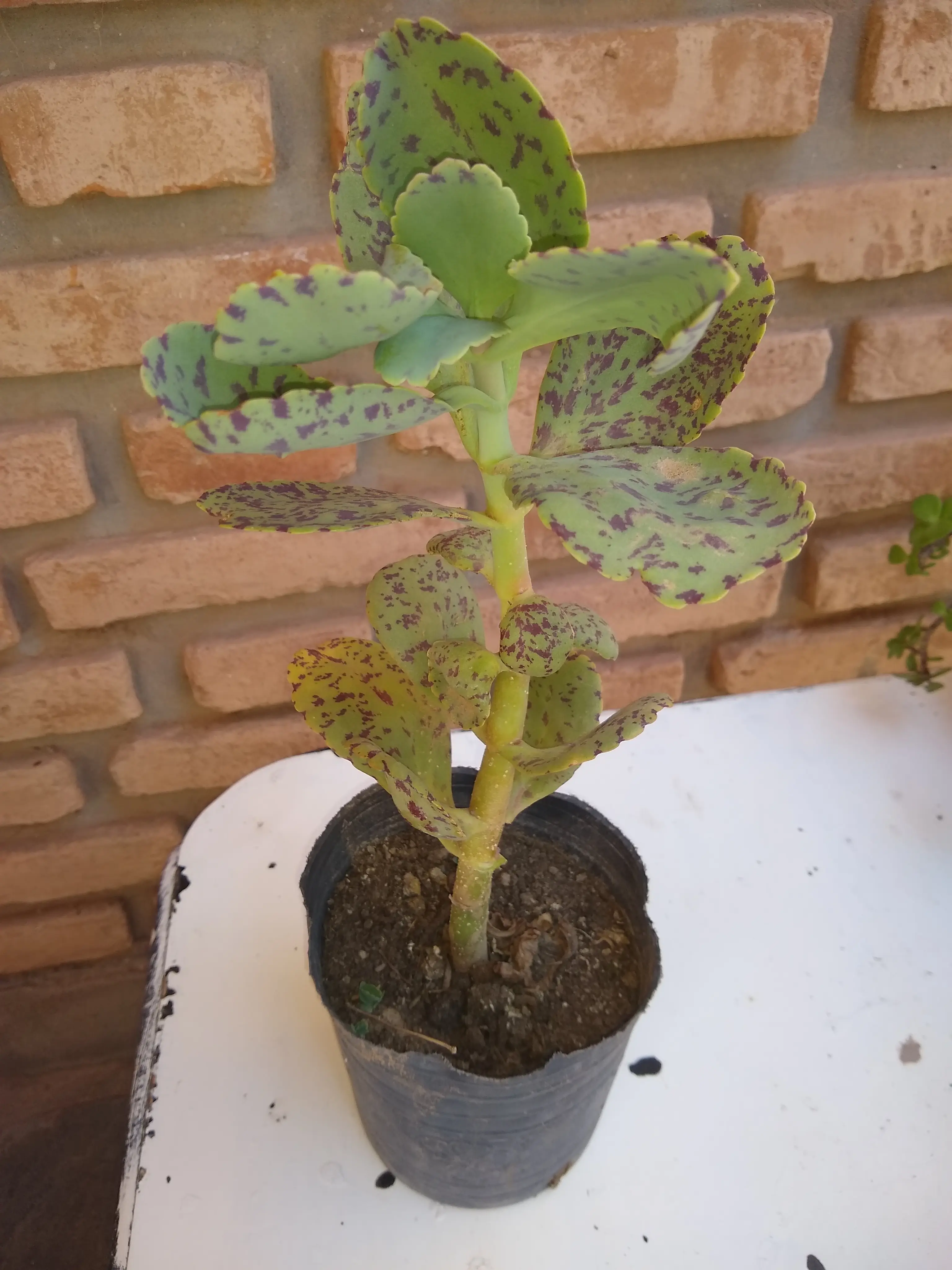Espinita blanca (kalanchoe Marmorata Baker)