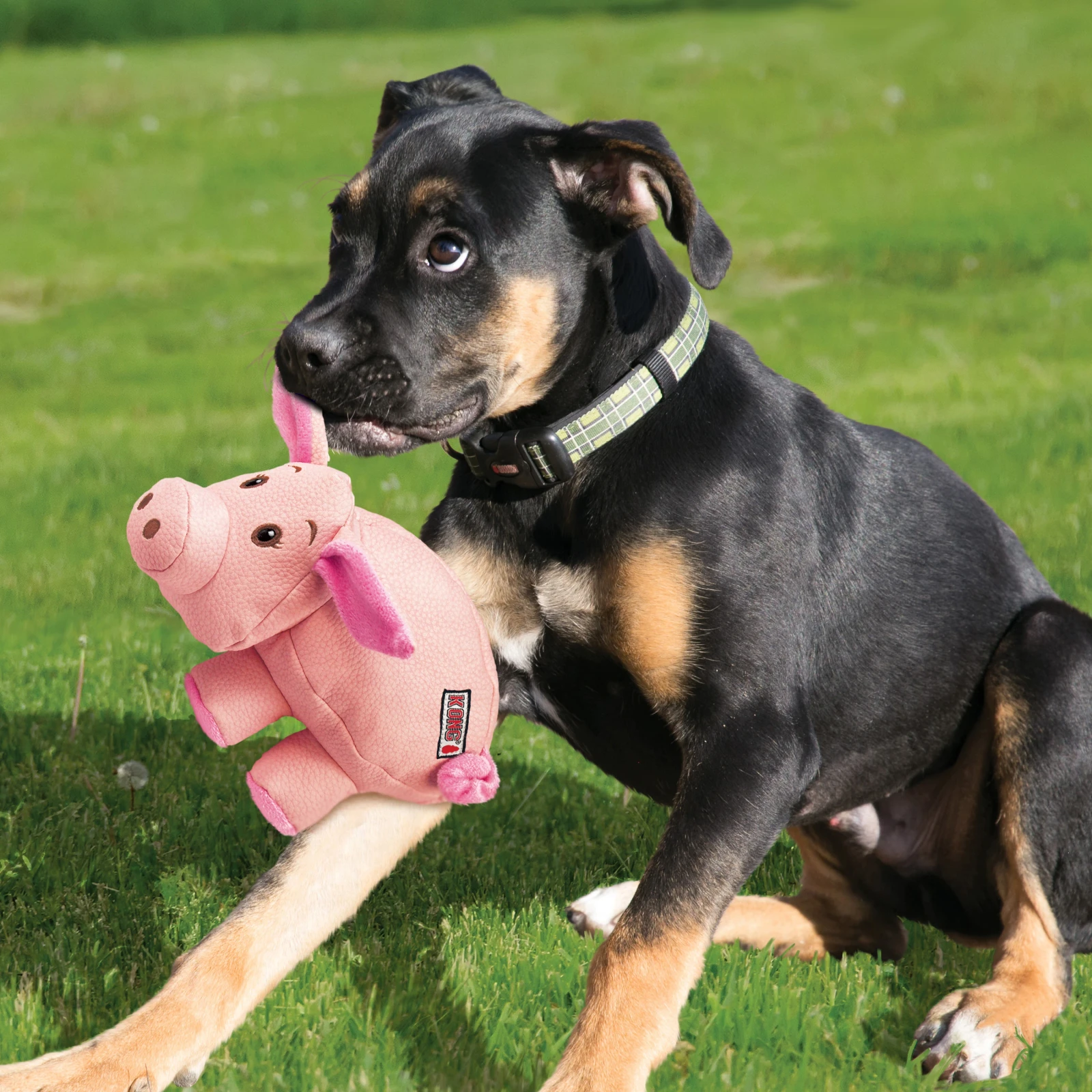 KONG PHATZ PIG MD 3