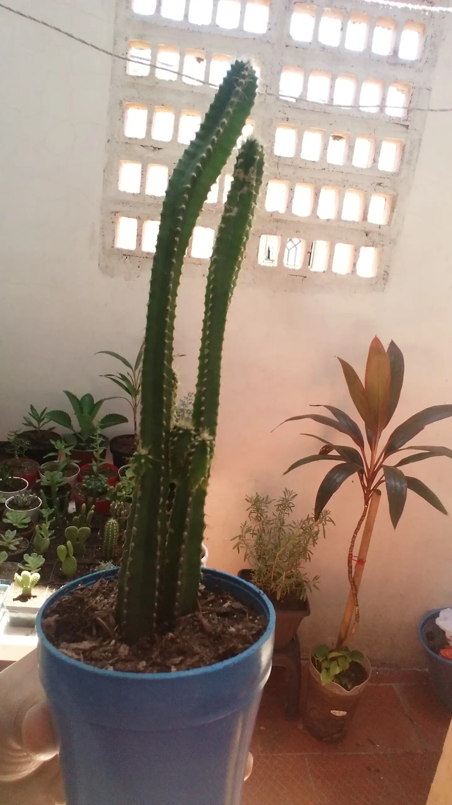 Acanthocereus tetragonus 🌵 2