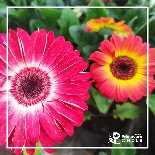 Gerbera