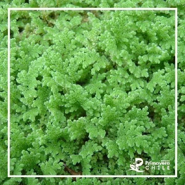 Azolla