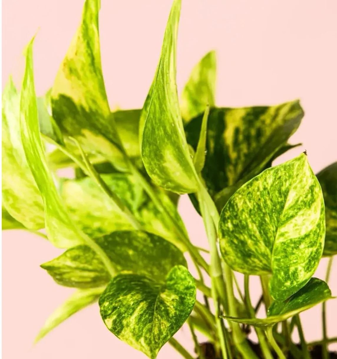 GOLDEN POTHOS 2