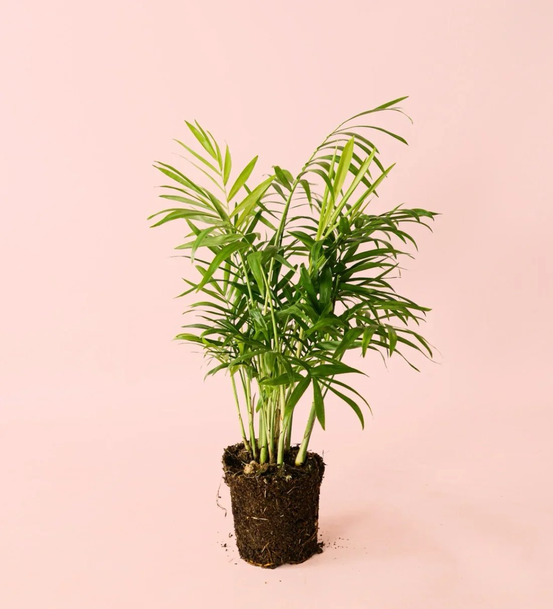 PALMA ARECA