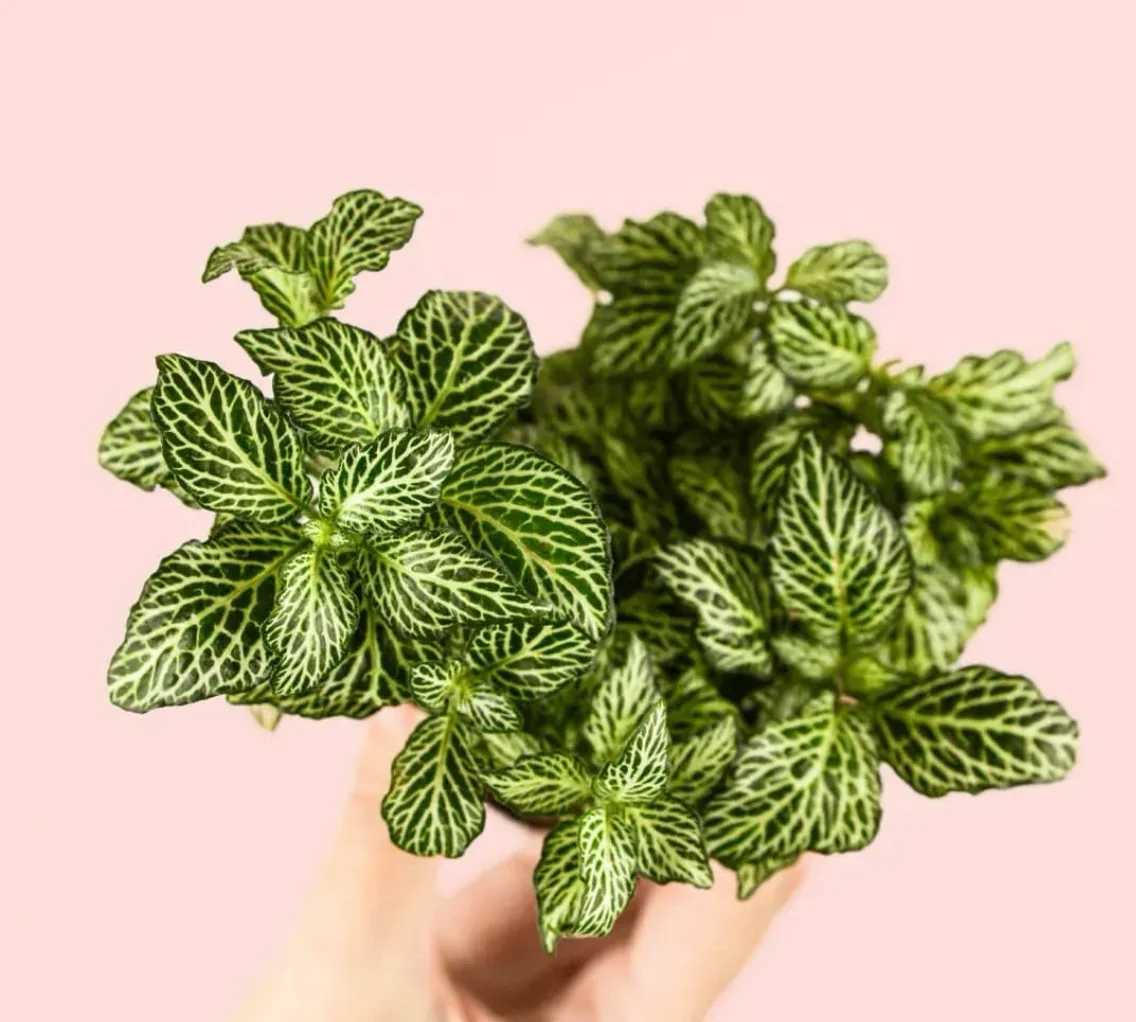 FITTONIA VERDE 2