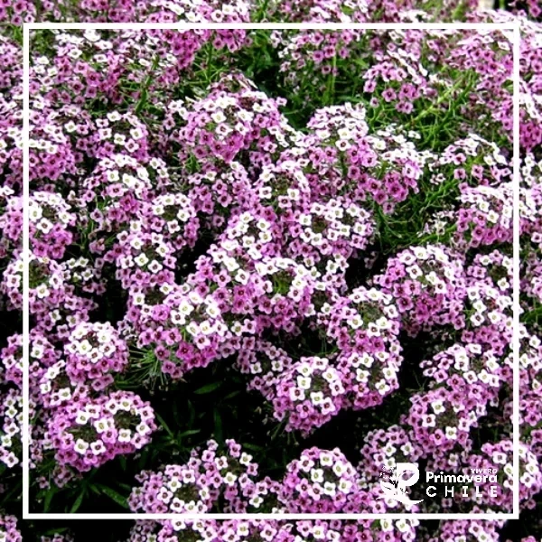 Semillas Aliso Violeta