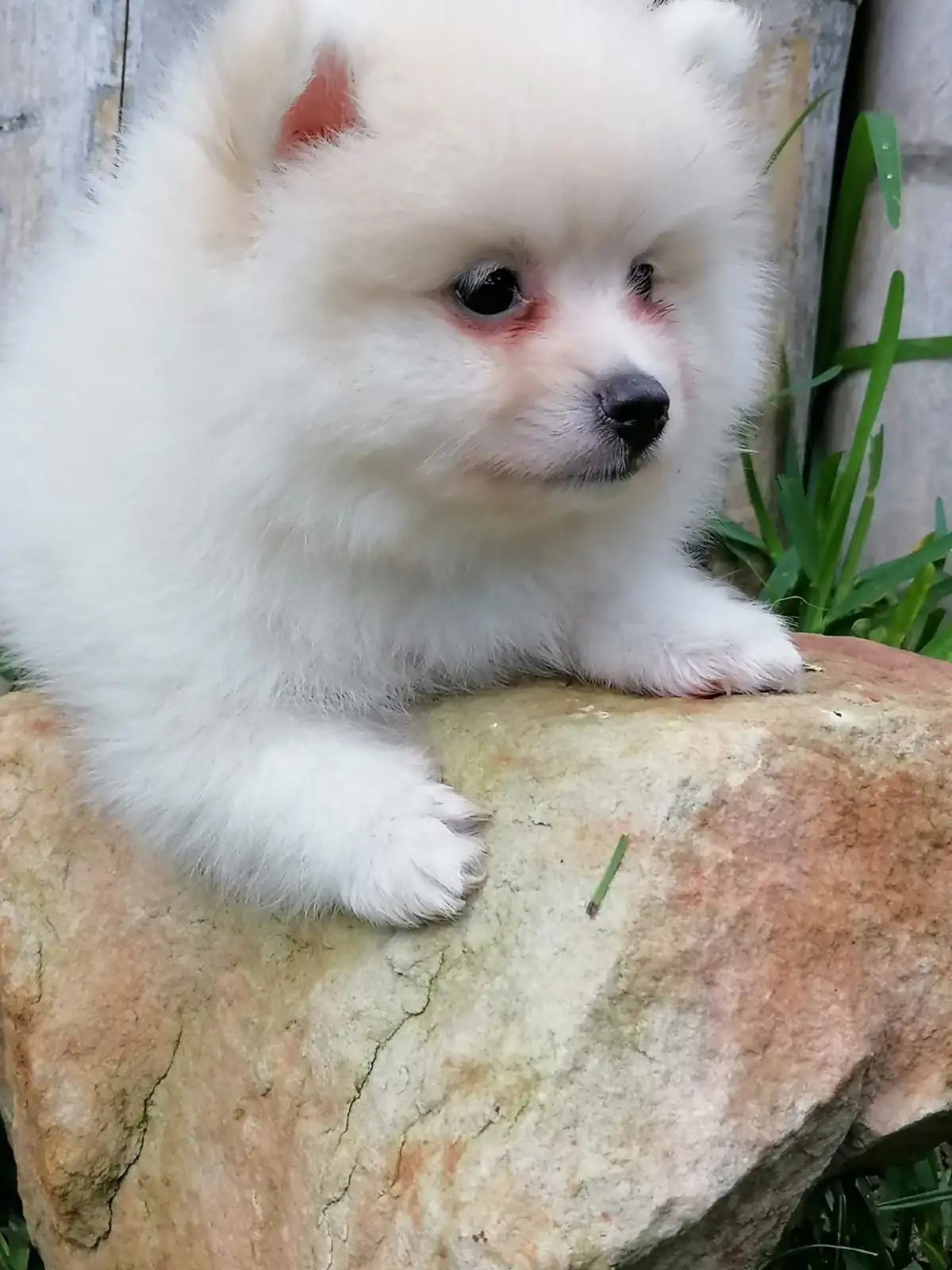 POMERANIA MACHO 💙