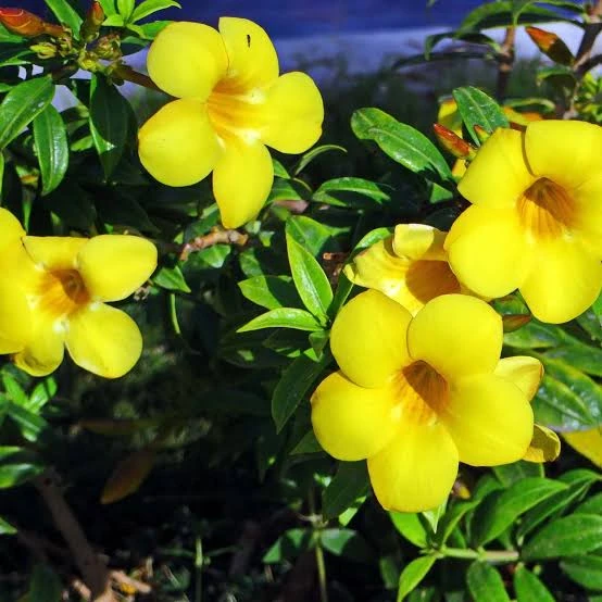 Jazmín amarillo 2