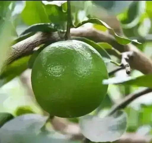 Lima Tahití Grande 