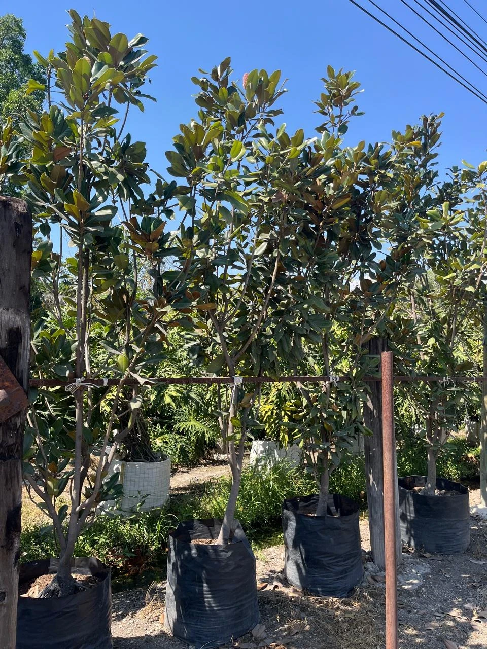 Magnolia 3"  2