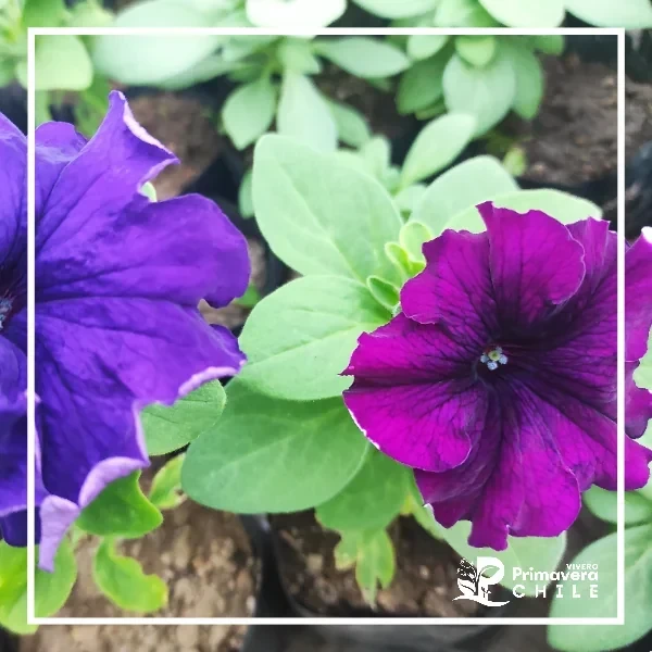 Petunia Simple  2