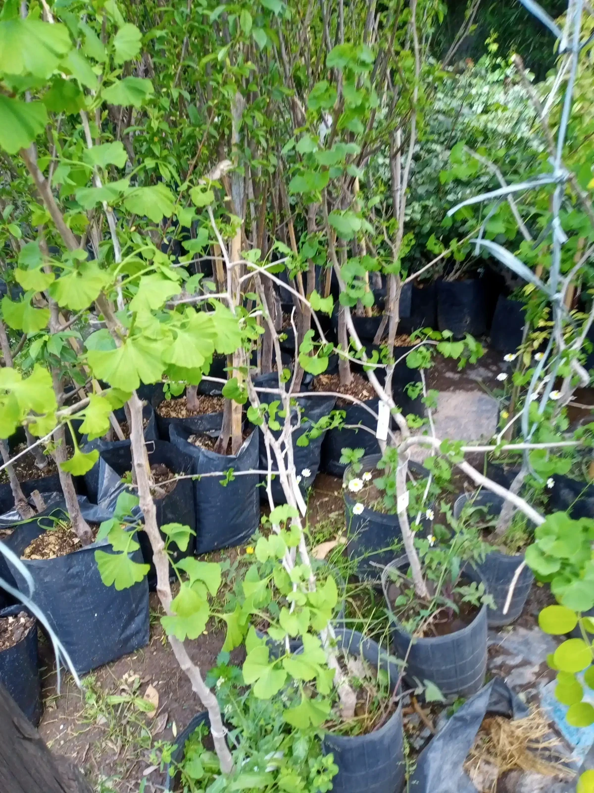 Ginkgo Biloba 3