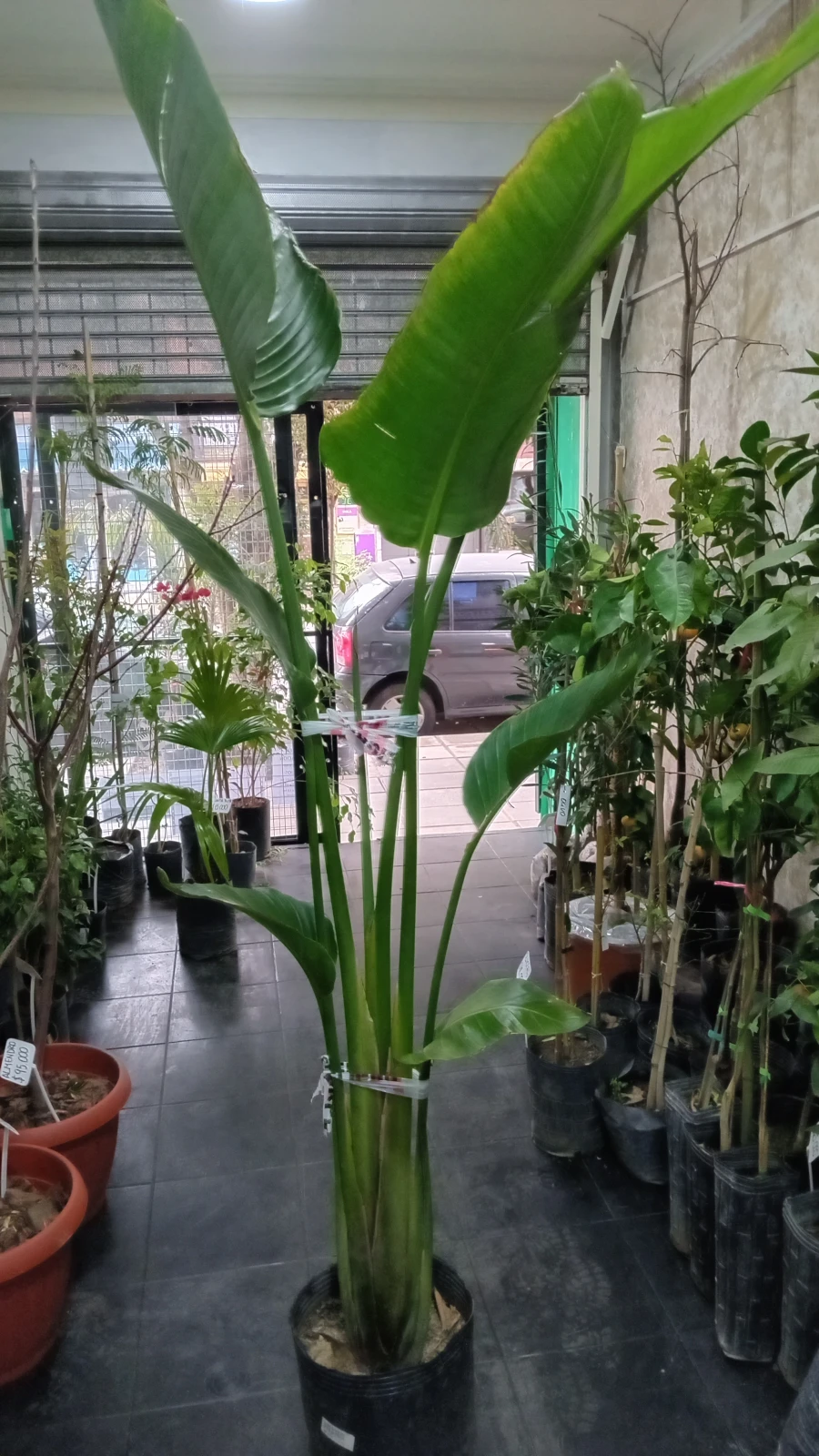 Strelitzia Nicolai grande 