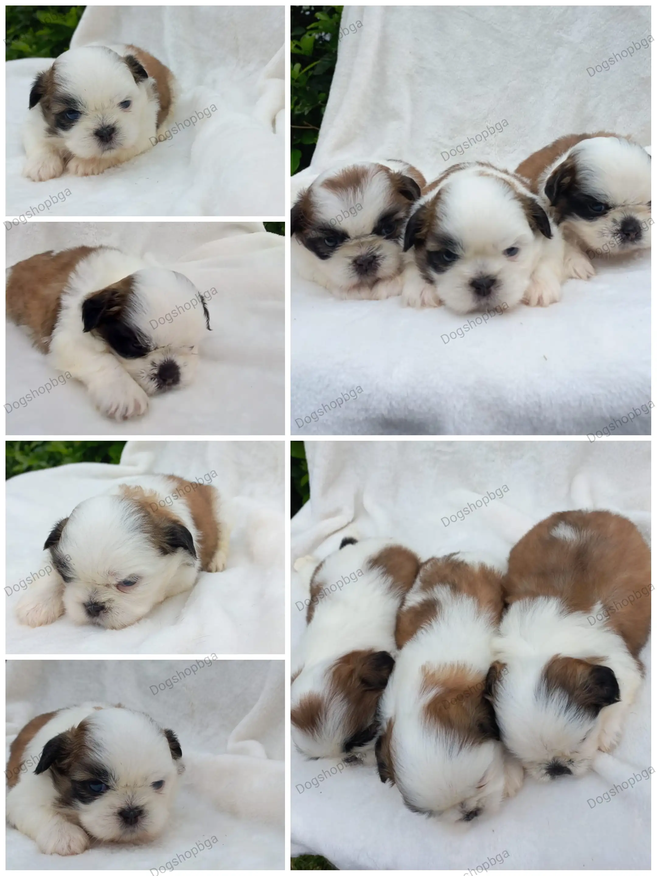 Shih Tzu 