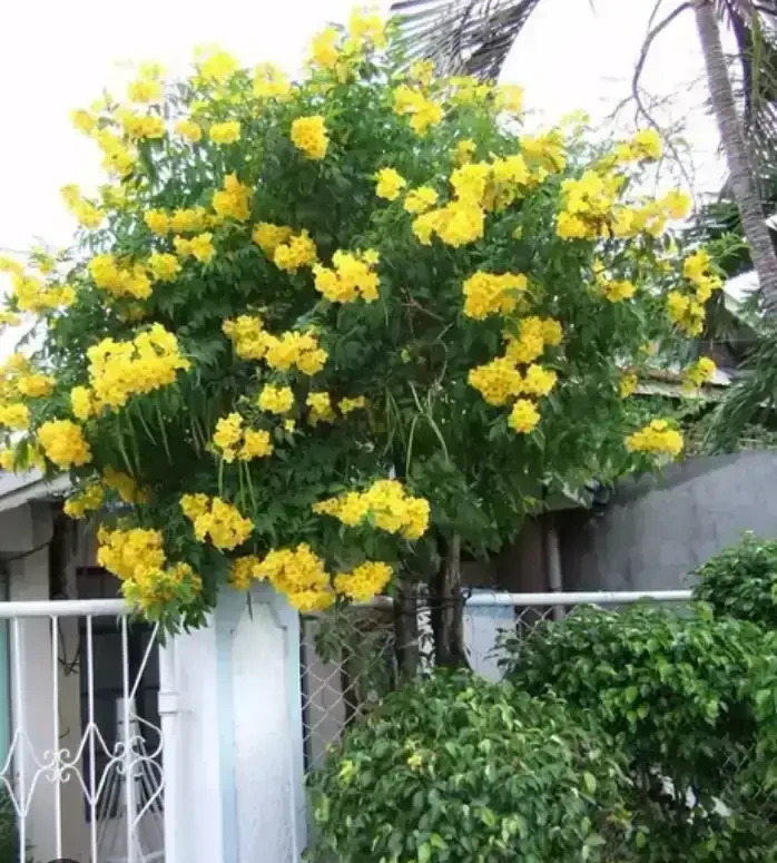 Guaran Amarillo  2