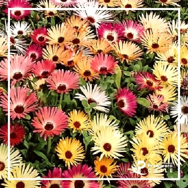 Semillas Rayito de Sol / Mesenbrianthemum