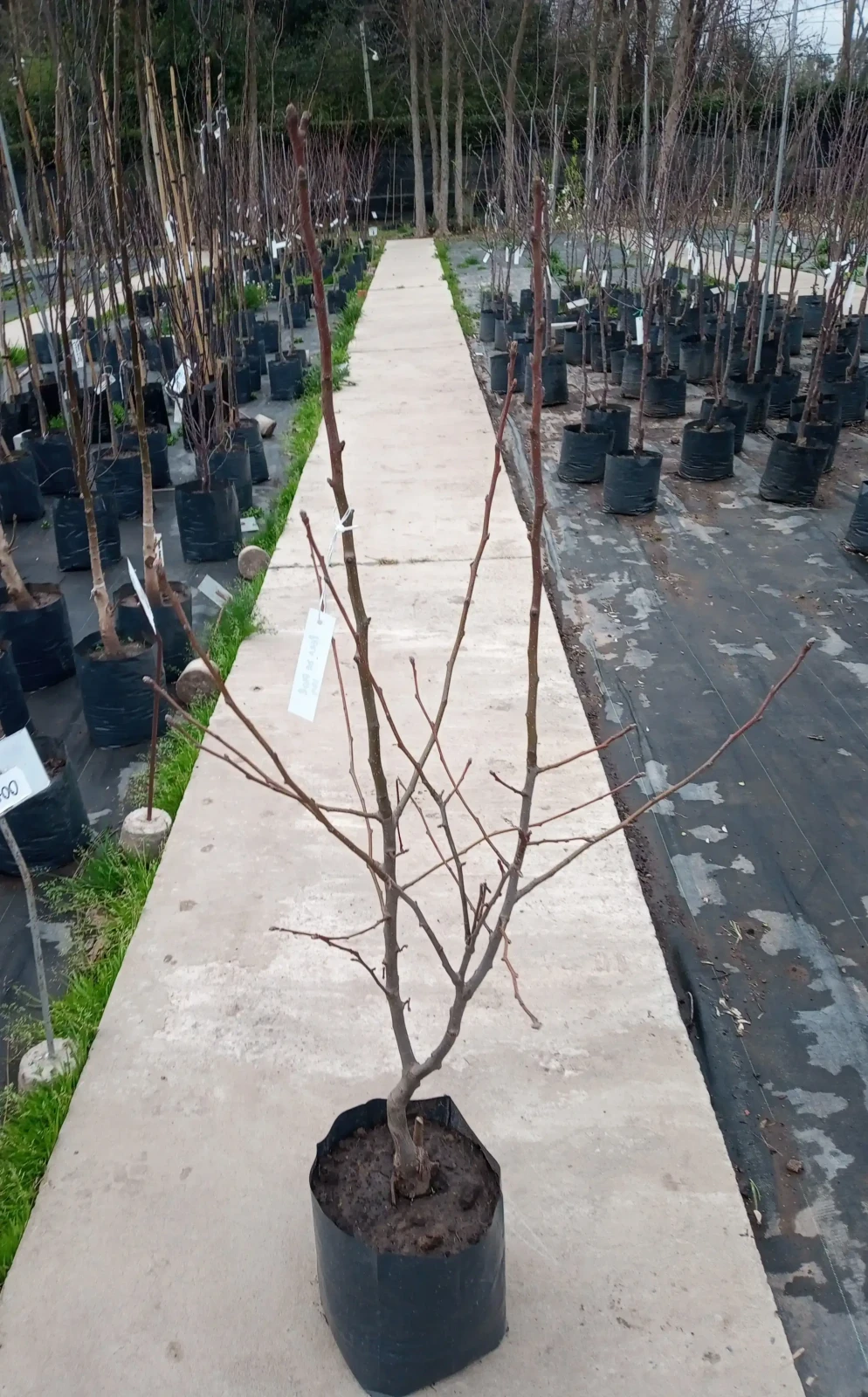 Peral de flor - orig China