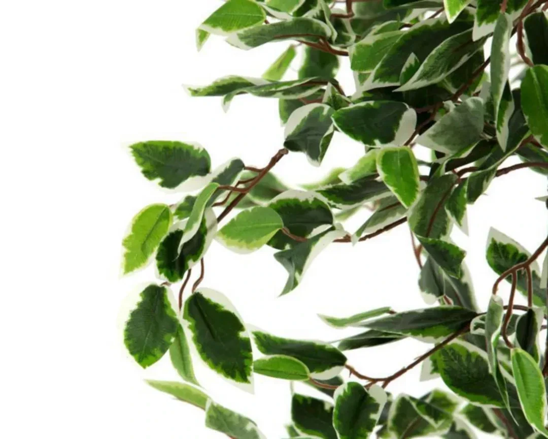Planta Ficus Toscana 188cm altura 2