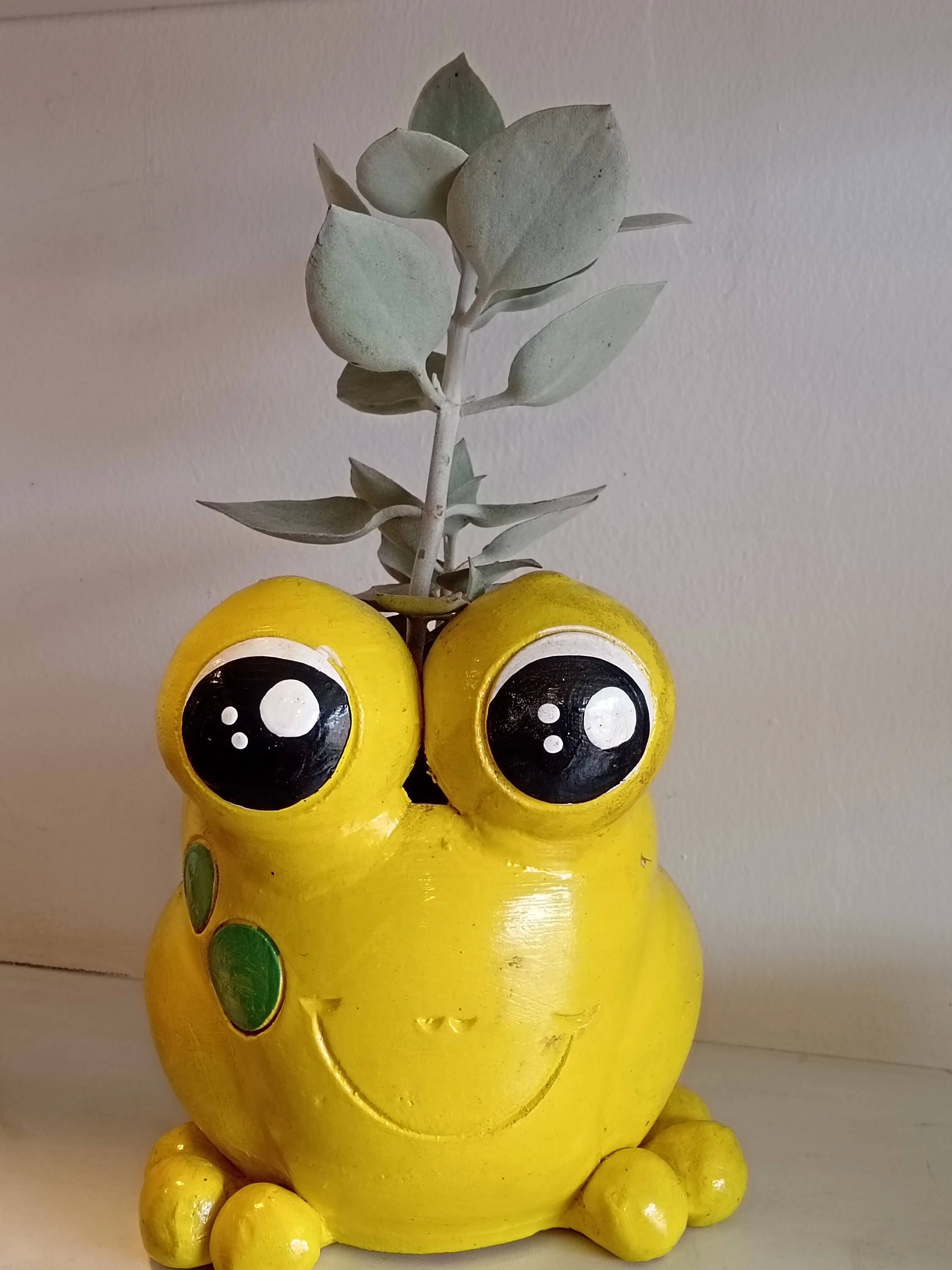 Suculenta en Masetas sapito 