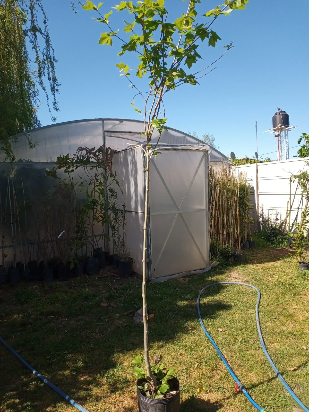 Acer Sacharum  3
