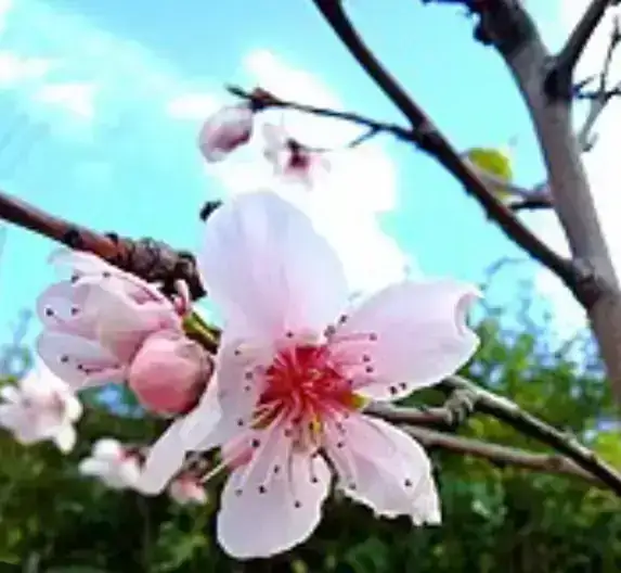 Cerezo Sakura 