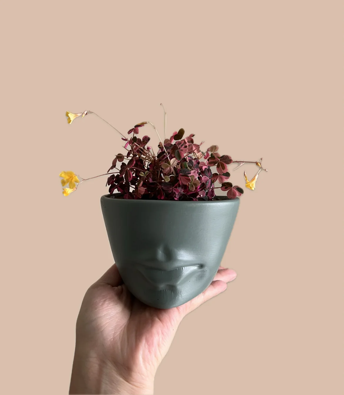 OXALIS EN MACETA DE LABIOS 