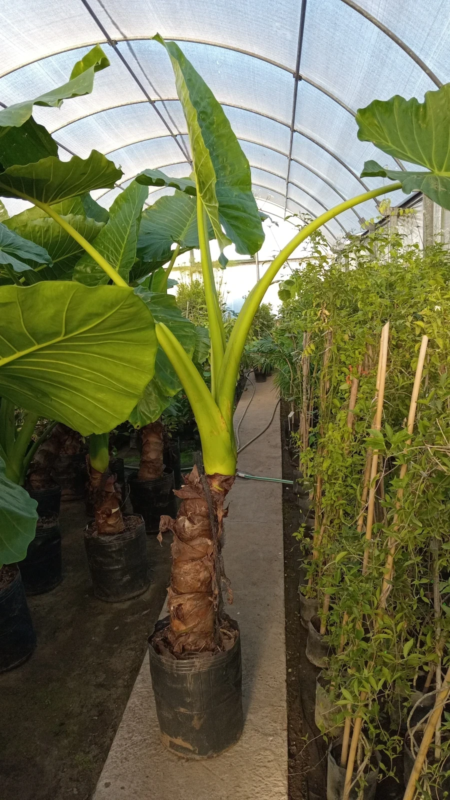 Oreja Gigante 200cm.