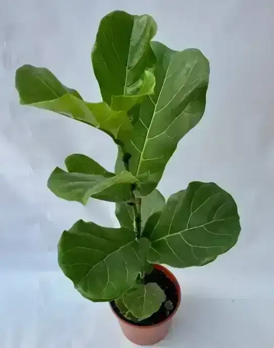Ficus Pandurata 
