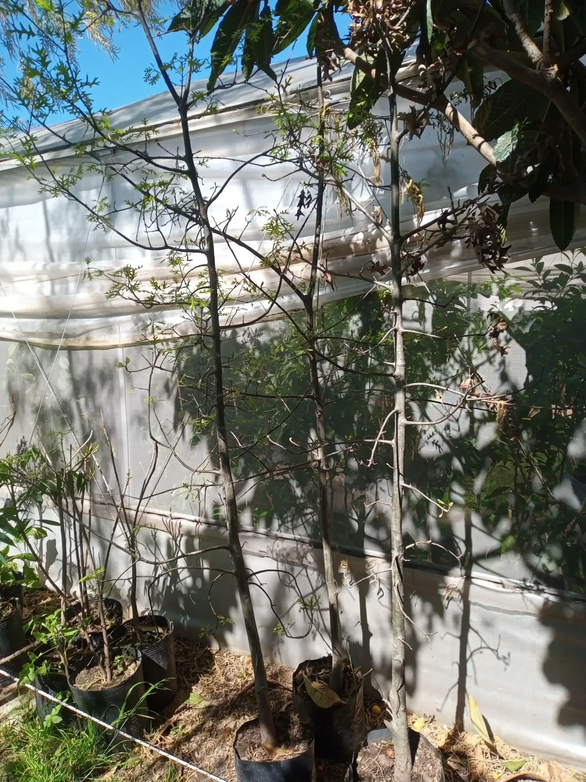 Roble Grande 3