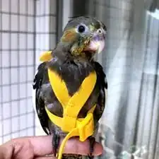 ARNÉS PÁJAROS