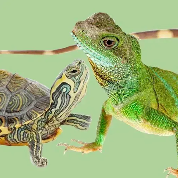 REPTILES ACCESORIOS