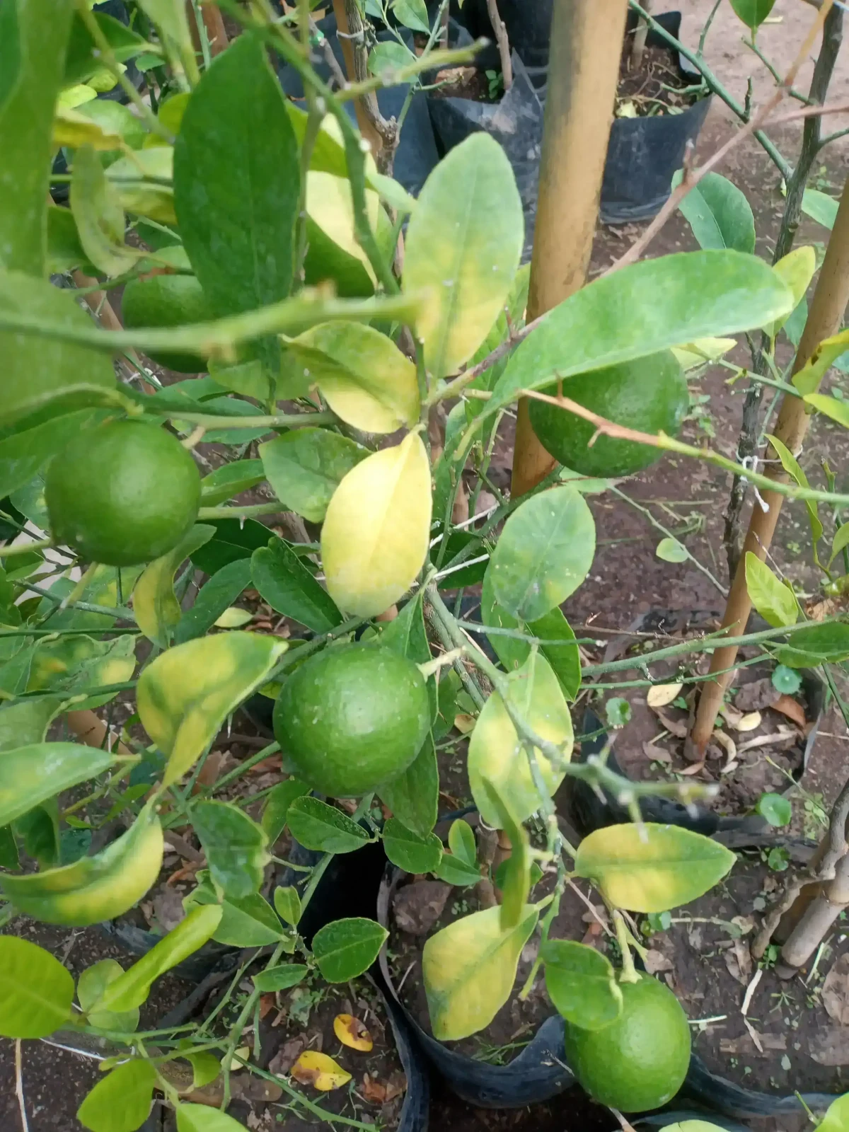 Limón paraguayo 
