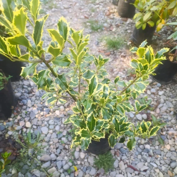 Muerdago Variegado
