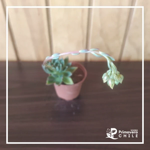 Echeveria Agavoide