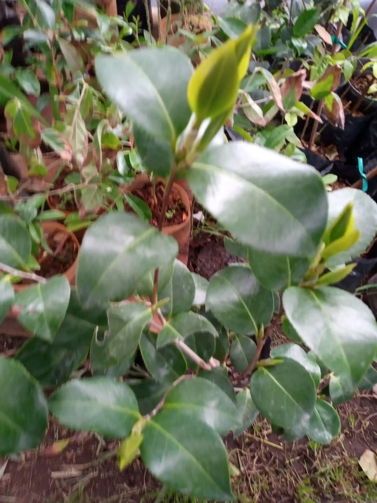 Camelia japónica  3