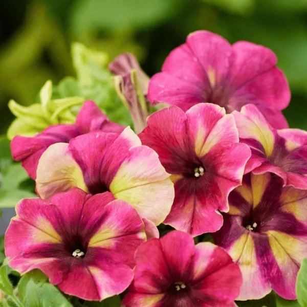 Petunia Shake
