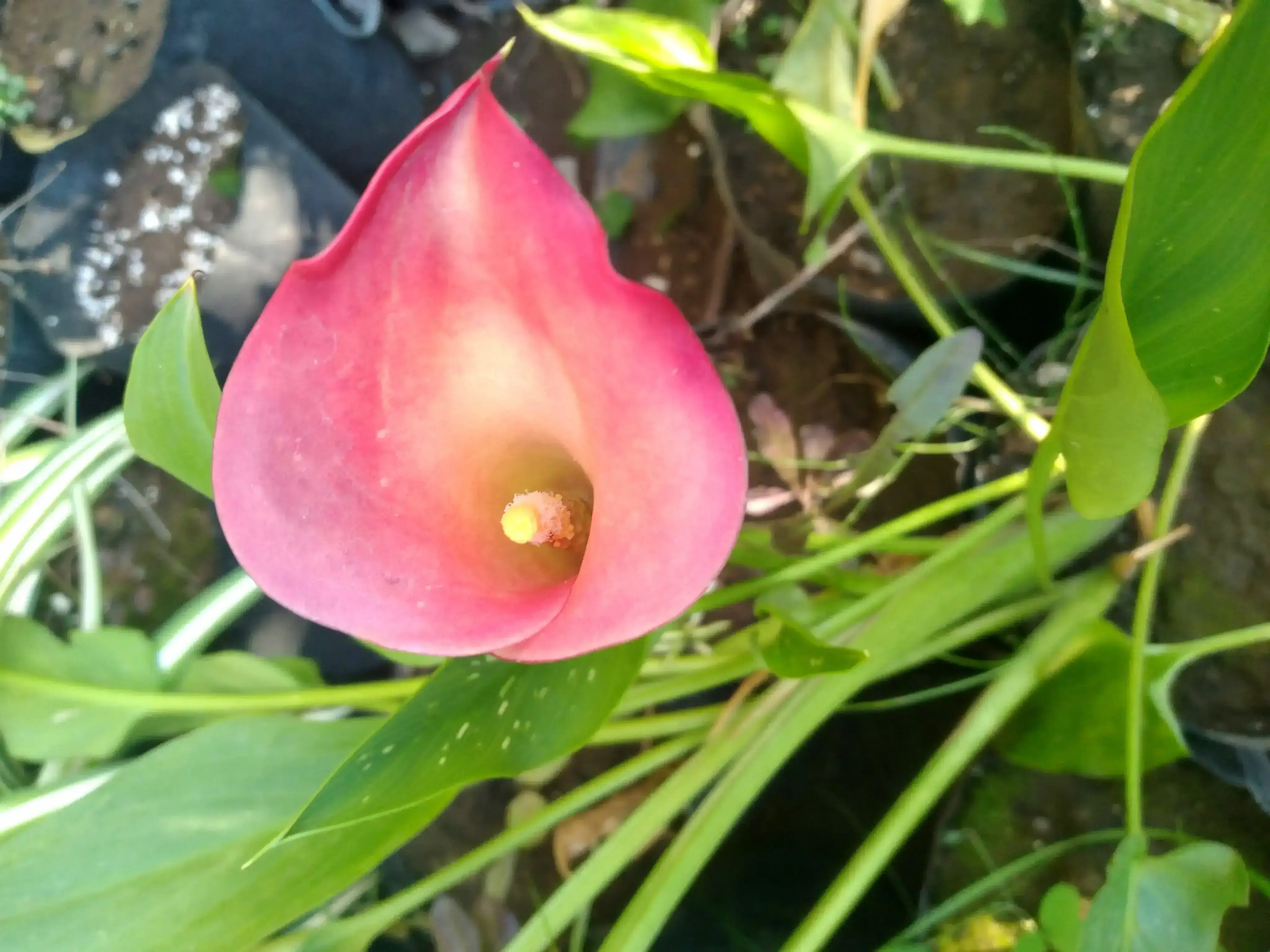 Calas colores 2