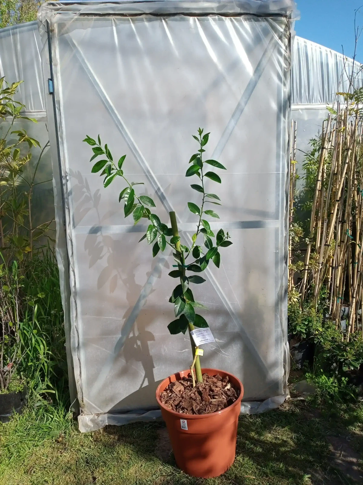Limonero en maceta  4