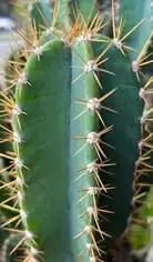 Echinopsis pachanoi 2