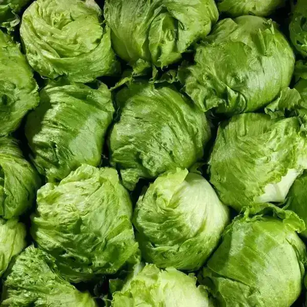 LECHUGA ICEBERG 2