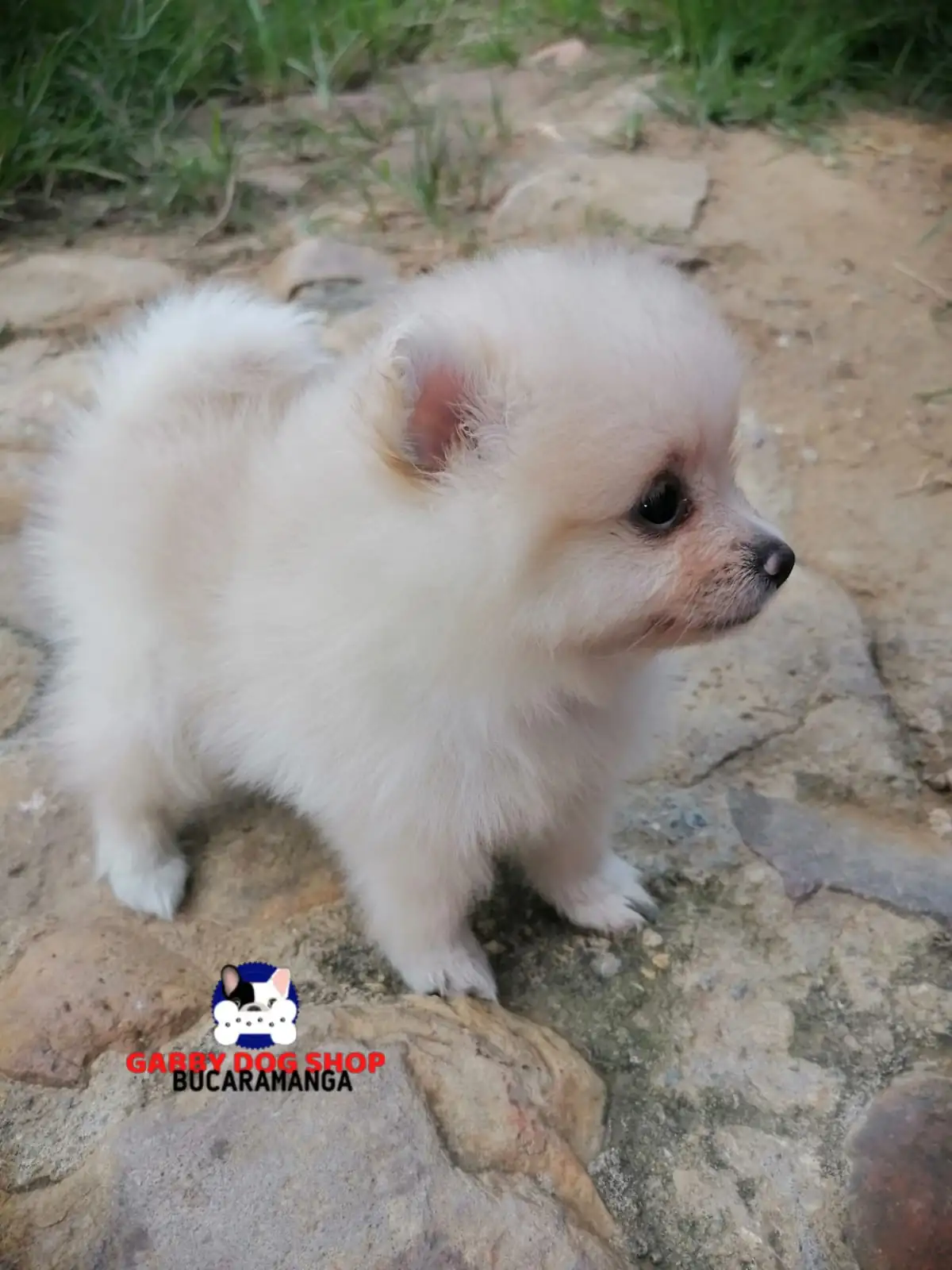 Pomerania 🎀 Hembrita 