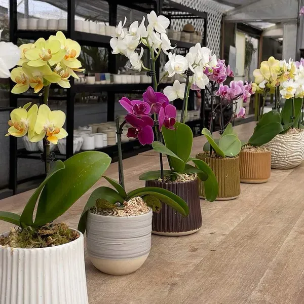 Orquídeas