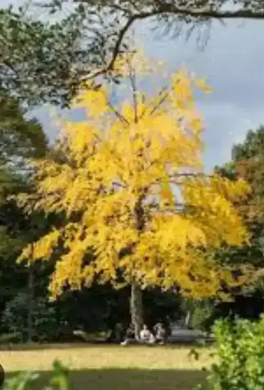 Ginkgo Biloba 4