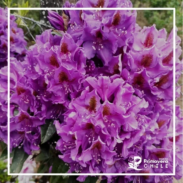 Rododendro Azurro