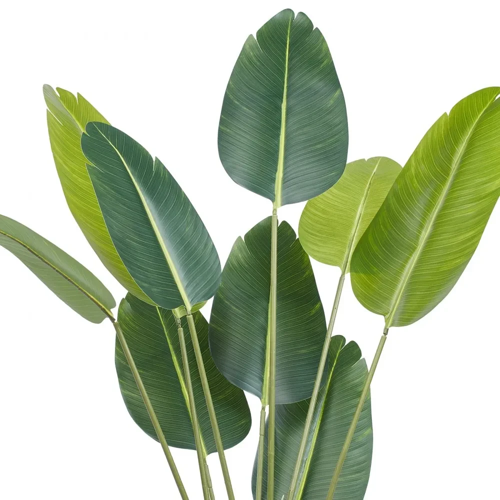 Planta Palma de Viajero 150cm Hojas Amplias 2