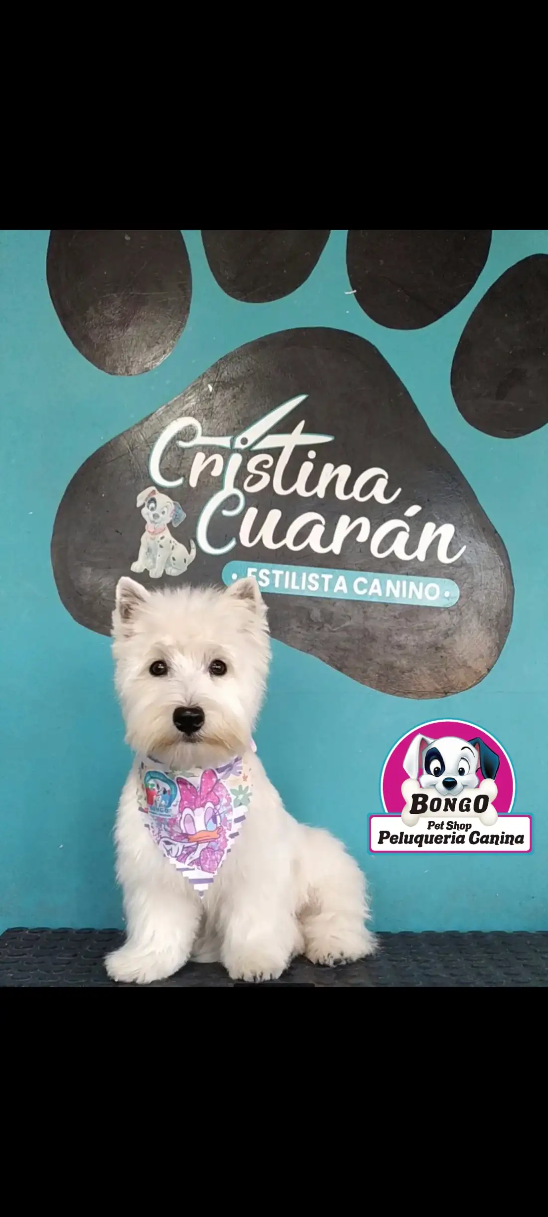 TRABAJO EN RAZA WESTIE