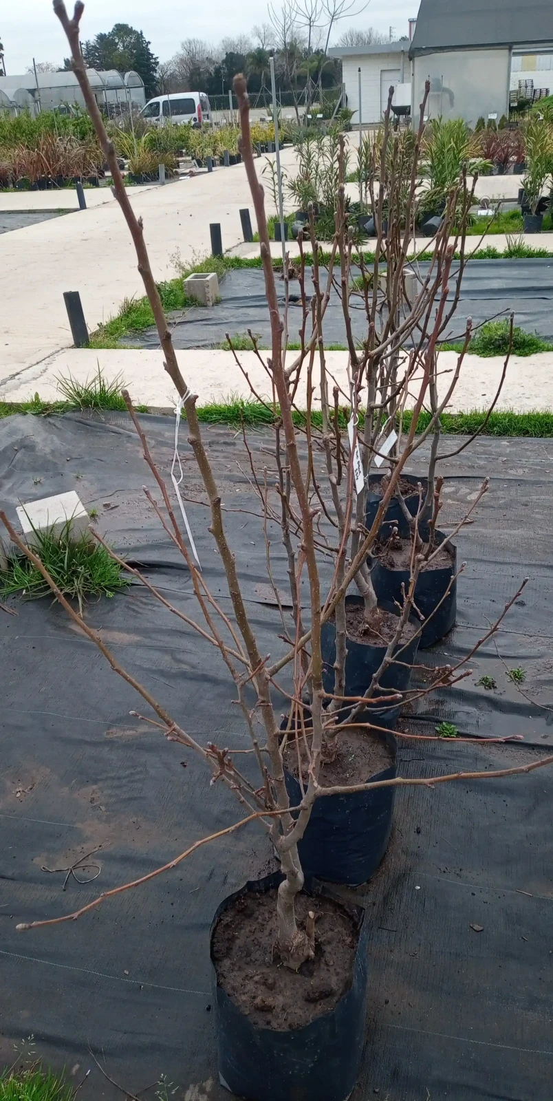 Peral de flor - orig China 3