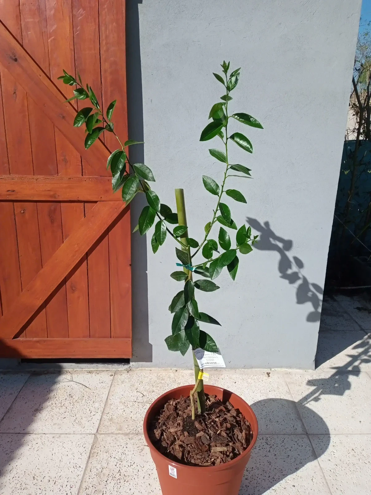Limonero en maceta  2