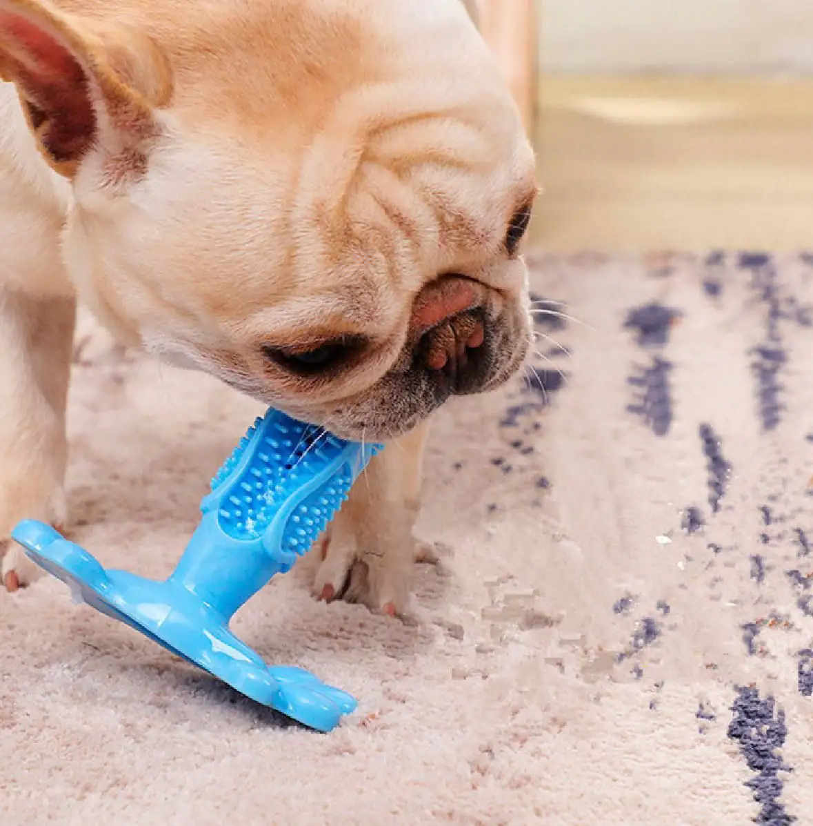 DENTAL DOG 3
