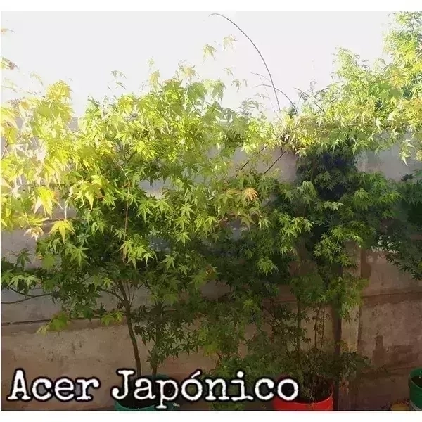 Acer japónico L 2
